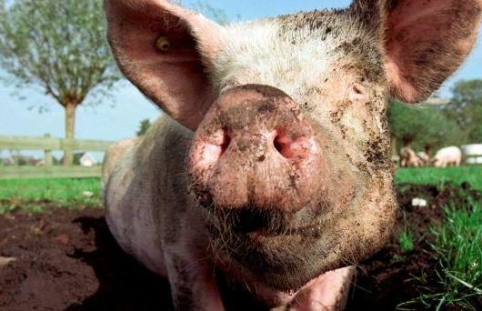 Varkensstal en kippenhok mogen niet meer stinken vanaf 1 september