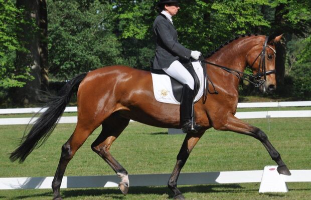 Investeringsfonds moet springpaarden in België houden