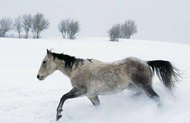 Paarden op de weide: Tip voor de winterperiode