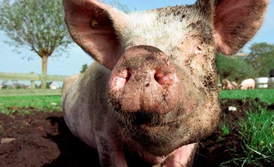 Varkensstal en kippenhok mogen niet meer stinken vanaf 1 september