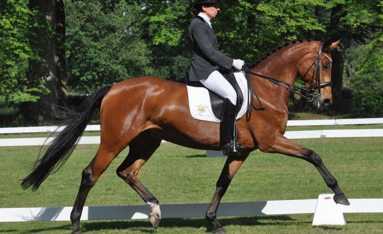 Export van Vlaamse sportpaarden naar het buitenland