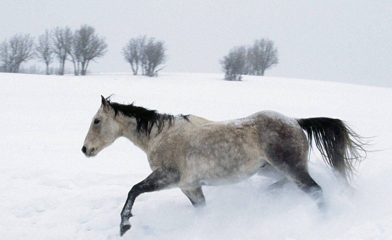 Paarden op de weide: Tip voor de winterperiode