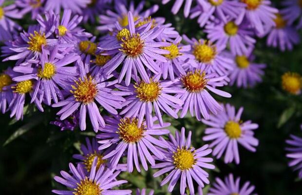 Kleur in je tuin: deze 5 planten zijn op hun mooist in de herfst