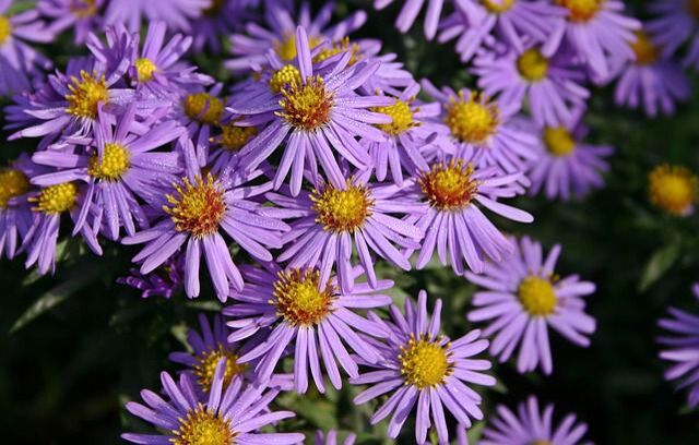 Kleur in je tuin: deze 5 planten zijn op hun mooist in de herfst