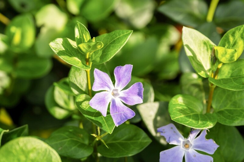 Benedenwoning te Oosteeklo